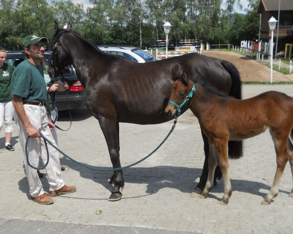 broodmare Limited Edition's Sarah (Connemara Pony, 2003, from Gonzales)