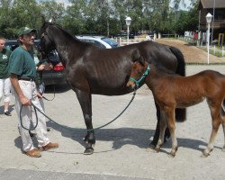 Zuchtstute Limited Edition's Sarah (Connemara-Pony, 2003, von Gonzales)