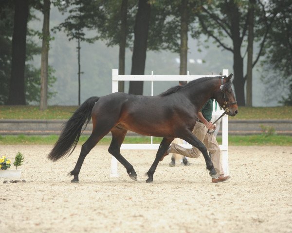 stallion Castleside Magnum (Connemara Pony, 2011, from Castleside JJ Junior)