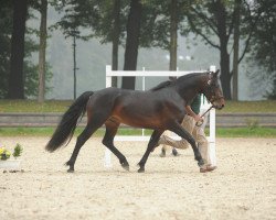 Deckhengst Castleside Magnum (Connemara-Pony, 2011, von Castleside JJ Junior)