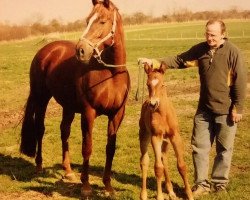 Zuchtstute Ronja B (Mecklenburger, 2002, von Rubinstern)