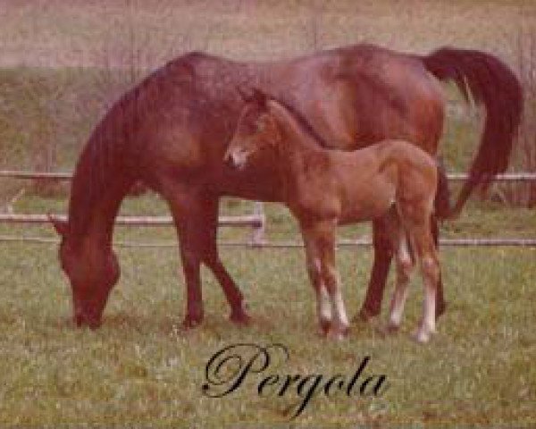 Zuchtstute Pergola (Trakehner, 1958, von Gobelin)