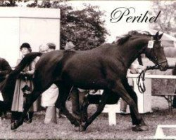 broodmare Perihel (Trakehner, 1972, from Flaneur)