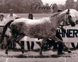 broodmare Pereda (Trakehner, 1976, from Koketteur)