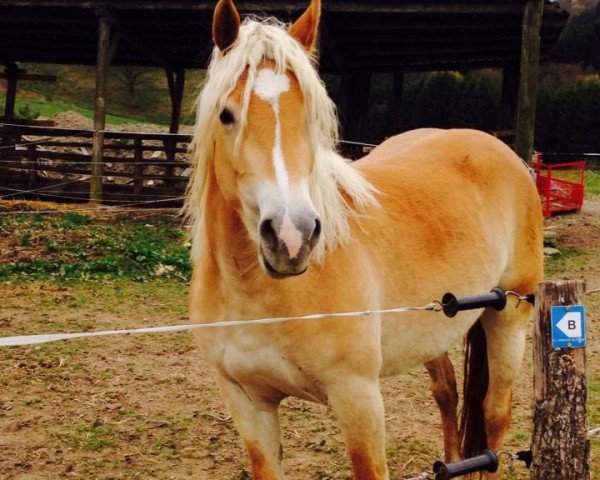 broodmare Maley (Haflinger, 2011)