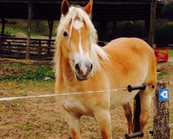 broodmare Maley (Haflinger, 2011)