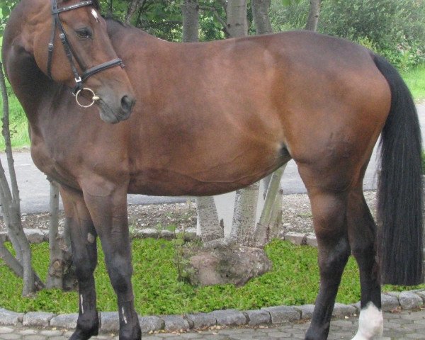 Pferd Paloma Pikasso (Württemberger, 1996, von Pik Junior)