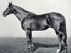 stallion Holyrood xx (Thoroughbred, 1931, from Phalaris xx)