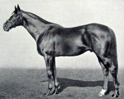 stallion Holyrood xx (Thoroughbred, 1931, from Phalaris xx)