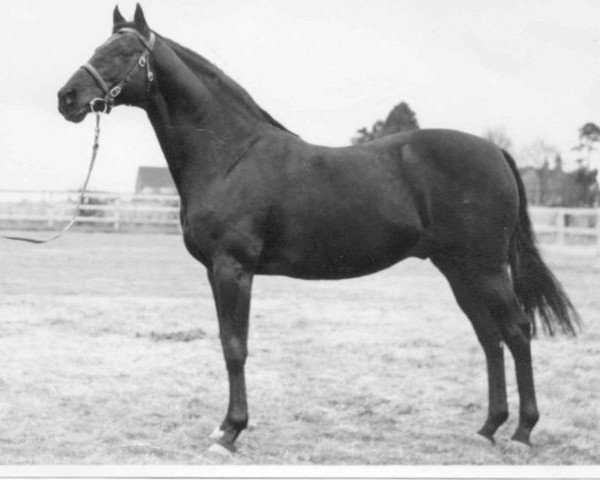 stallion Ardencaple xx (Thoroughbred, 1946, from Holyrood xx)