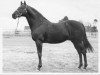 stallion Ardencaple xx (Thoroughbred, 1946, from Holyrood xx)