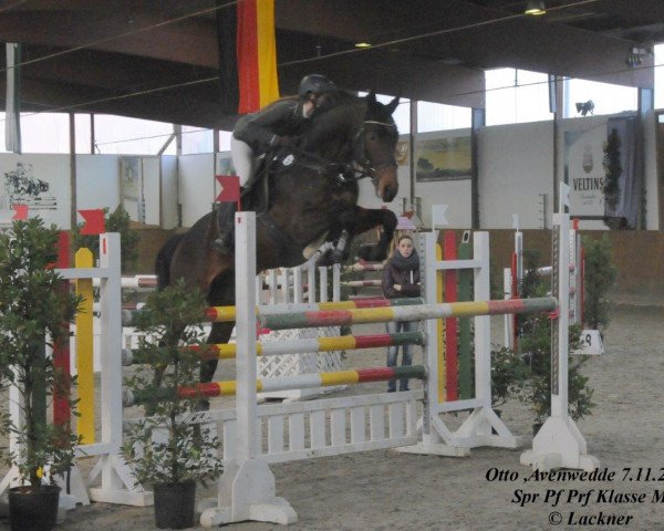 Deckhengst Otto (Senner Pferd, 2009, von Quack AA)