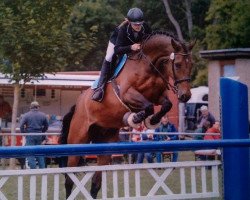 jumper Chester 178 (Holsteiner, 2003, from Cash and Carry)