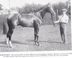 stallion Beresford xx (Thoroughbred, 1921, from Friar Marcus xx)