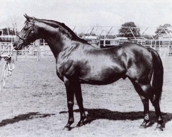 Deckhengst Rosslyn Sandalwood (British Riding Pony, 1961, von Triton x)