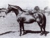 stallion Rosslyn Sandalwood (British Riding Pony, 1961, from Triton x)