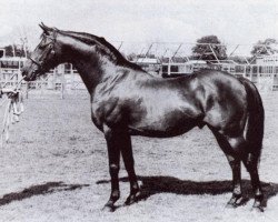 stallion Rosslyn Sandalwood (British Riding Pony, 1961, from Triton x)