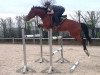 jumper Herr Peter (Polish Warmblood, 2009, from Markies V)