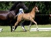 dressage horse Laurenzia 12 (German Riding Pony, 2014, from High Flow's Oxford)