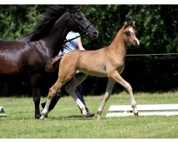 dressage horse Laurenzia 12 (German Riding Pony, 2014, from High Flow's Oxford)