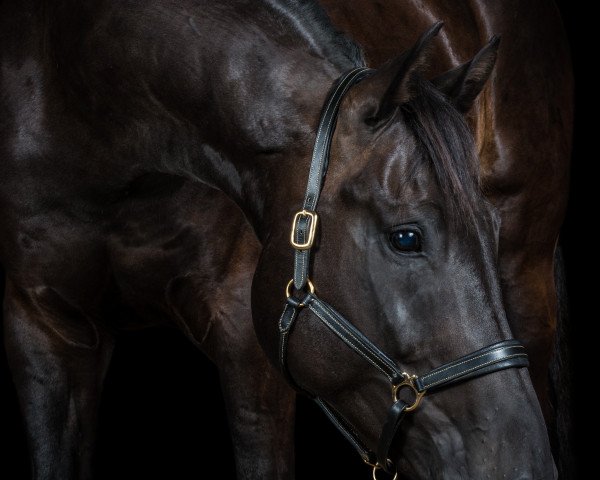 dressage horse Don Gil (Oldenburg, 2007, from Depardieu 11)