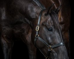 dressage horse Don Gil (Oldenburg, 2007, from Depardieu 11)