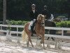 dressage horse Shayan (Haflinger, 2003, from Nevio)