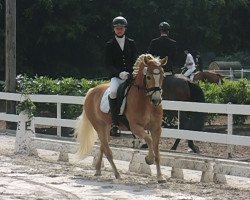 dressage horse Shayan (Haflinger, 2003, from Nevio)