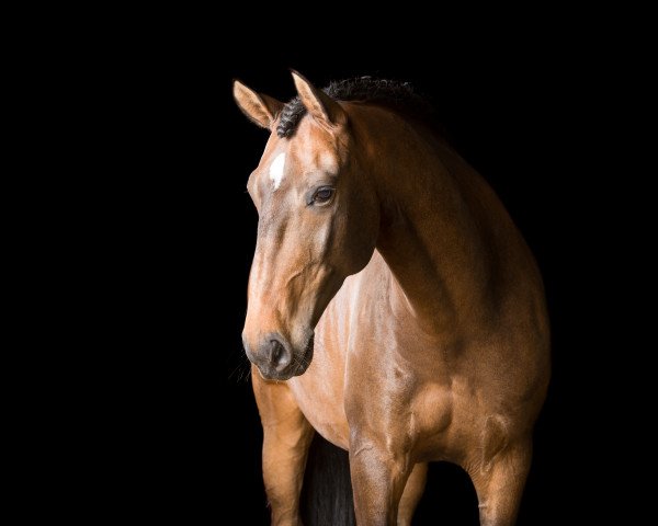 dressage horse Bailundo. (Lusitano, 2006, from Homero)
