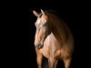 dressage horse Bailundo. (Lusitano, 2006, from Homero)