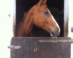 jumper Gaukler K (German Sport Horse, 2008, from German Classic)