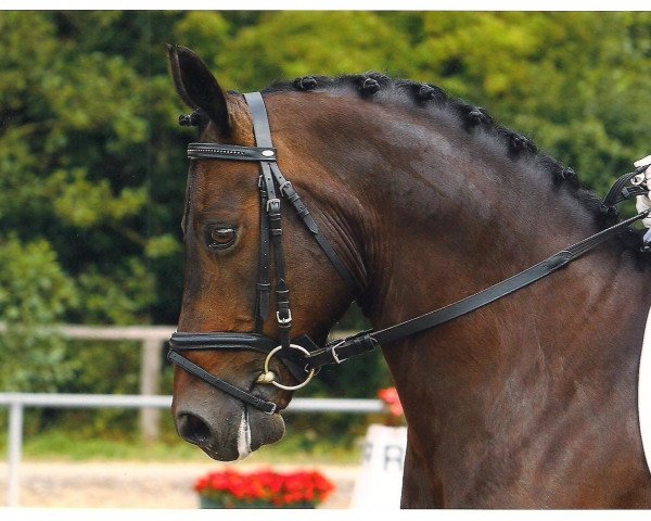 dressage horse Double O'Seven (German Riding Pony, 2003, from Don Nobel)