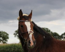 dressage horse Pablo (Trakehner, 2003, from I-Punkt)