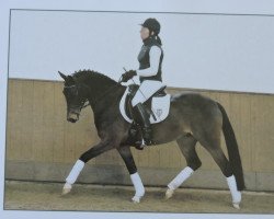 dressage horse Che Guevara (German Riding Pony, 2009, from FS Champion de Luxe)