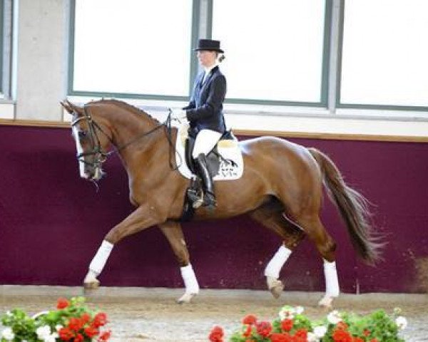 broodmare Quellenelfe (German Sport Horse, 2005, from Quaterman I)