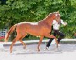 stallion Amarone (Trakehner, 2013, from Lacroze)