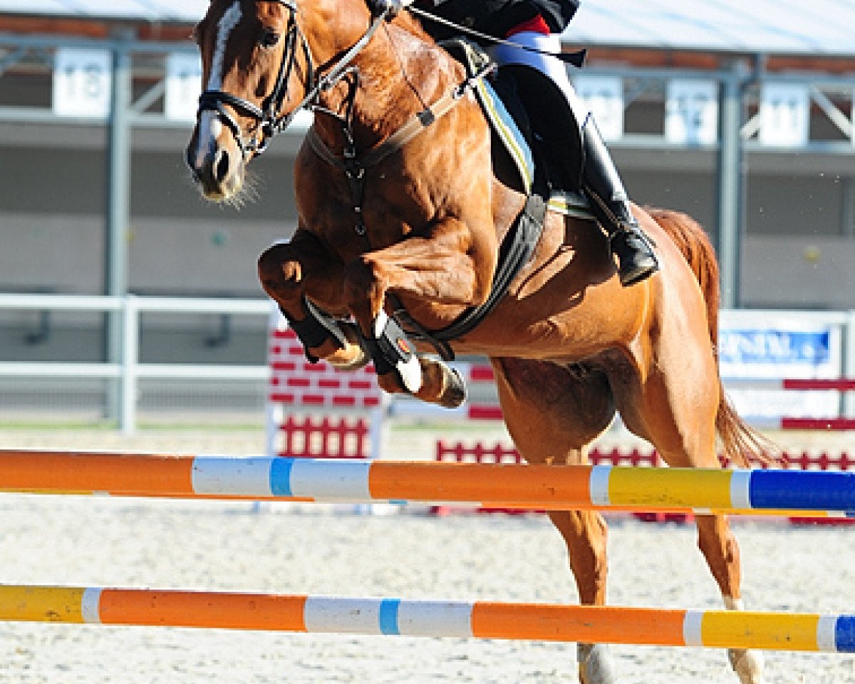 broodmare Lucy Mee (Brandenburg, 2001, from Lucky Lionell)