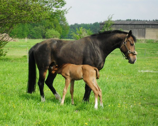 Zuchtstute Dorina (Deutsches Sportpferd, 2003, von Doc Martens)