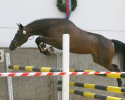 broodmare Unique (Mecklenburg, 2004, from Ussuri xx)