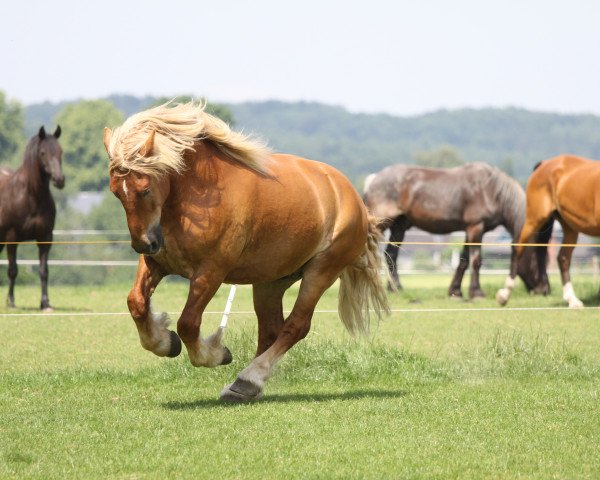 Pferd Anton (Schleswiger Kaltblut, 2000, von Konsul)