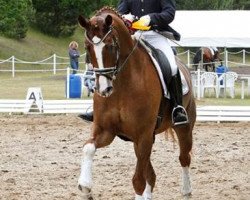 dressage horse Finesco 2 (Hanoverian, 2010, from Fuechtels Floriscount OLD)