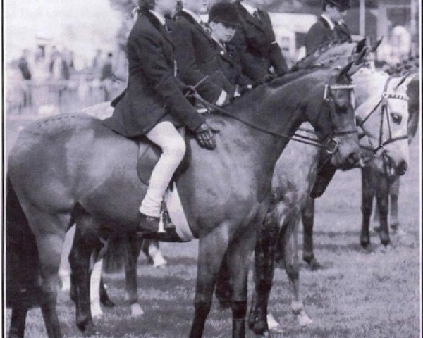 Pferd Camargue Holly's Gem (British Riding Pony,  , von Keston Tribune)