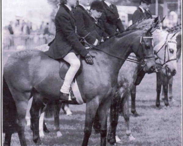 horse Camargue Holly's Gem (British Riding Pony,  , from Keston Tribune)