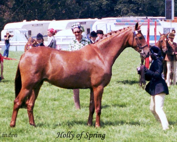 Zuchtstute Holly of Spring (British Riding Pony, 1971, von Gems Signet)