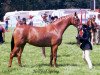 Zuchtstute Holly of Spring (British Riding Pony, 1971, von Gems Signet)