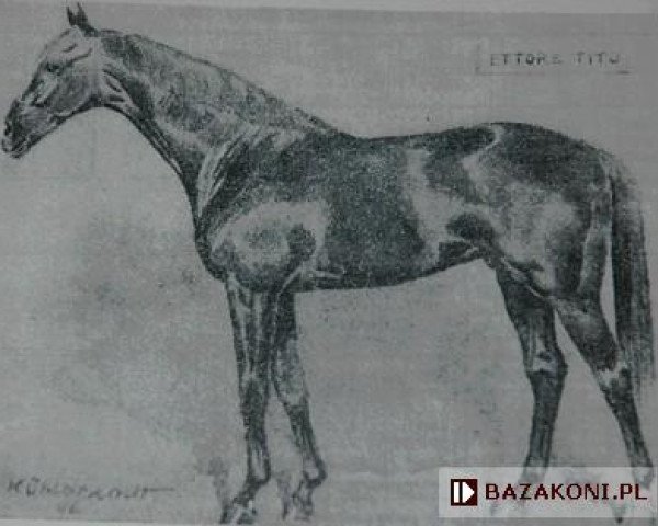 stallion Ettore Tito xx (Thoroughbred, 1933, from Fairway xx)