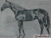 stallion Ettore Tito xx (Thoroughbred, 1933, from Fairway xx)