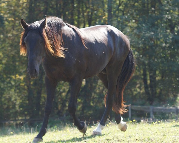 horse Sonador IV (Pura Raza Espanola (PRE), 2013, from Desparpajo II)