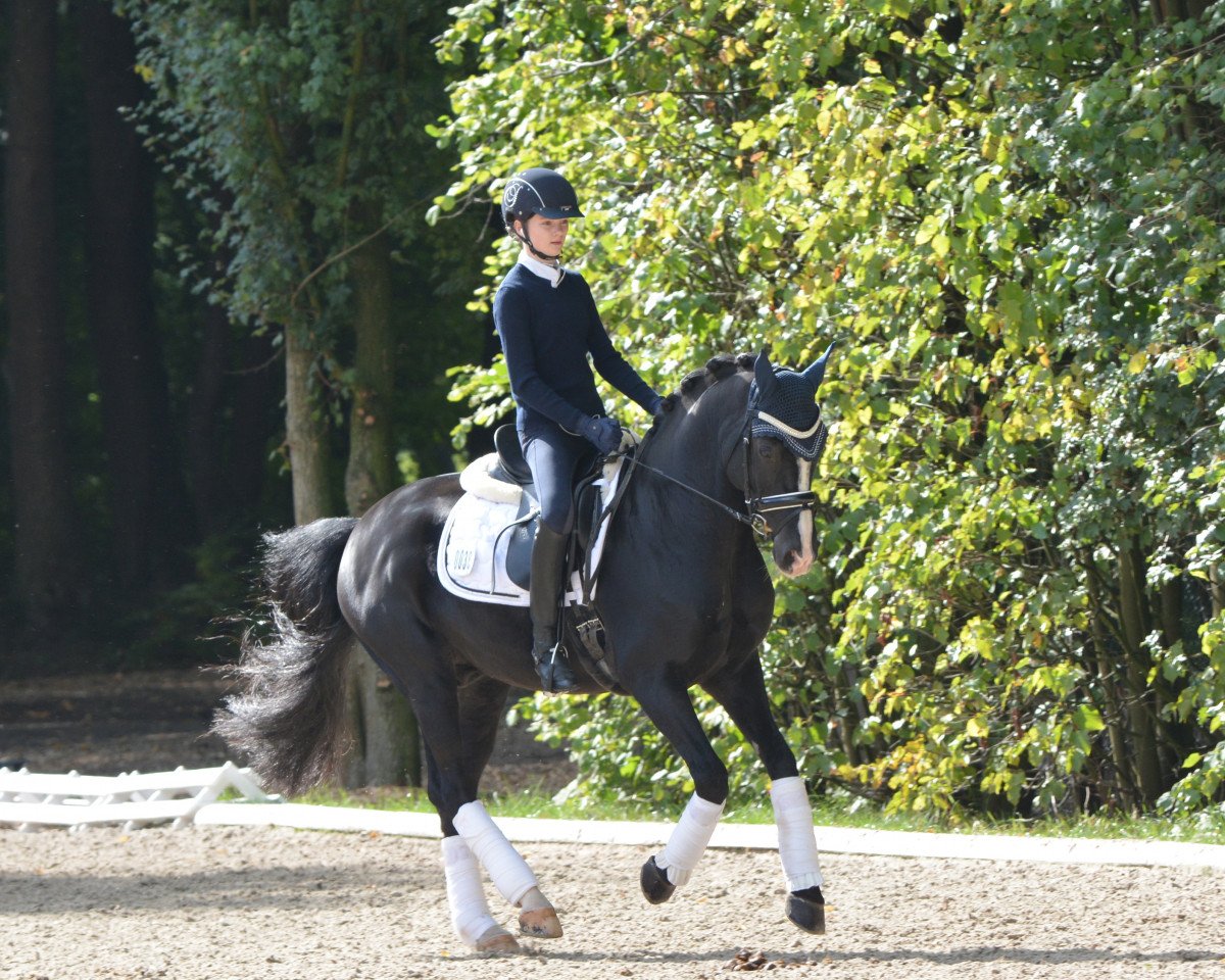 dressage horse Proud Rhett Bull (German Riding Pony, 2006, from Proud Rocketti)