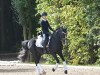 dressage horse Proud Rhett Bull (German Riding Pony, 2006, from Proud Rocketti)